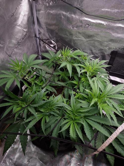 Living soil MultiGrow 3. Runde. Week 6 - Tag46 GM