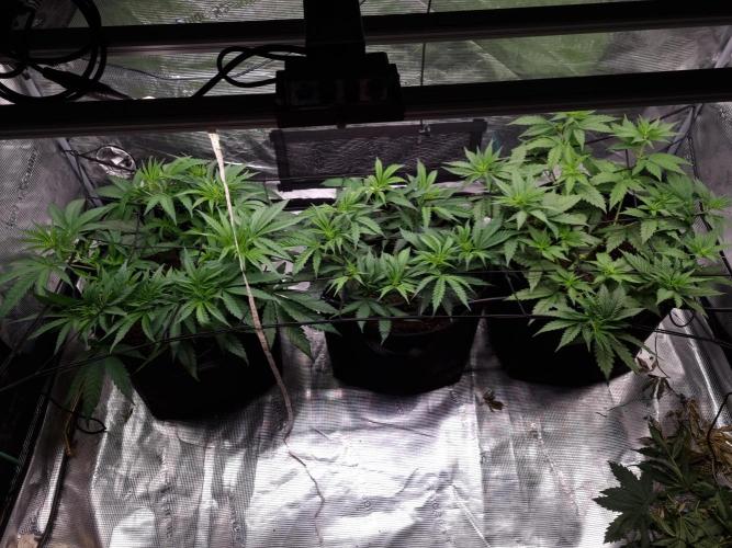 Living soil MultiGrow 3. Runde. Week 6 - Tag46 Grp.