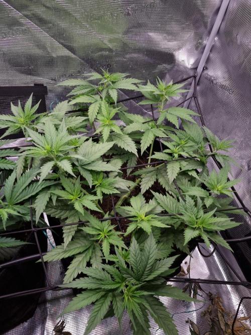 Living soil MultiGrow 3. Runde. Week 6 - Tag46 SS