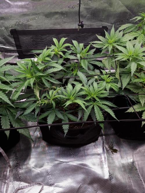 Living soil MultiGrow 3. Runde. Week 6 - Tag47 AMG