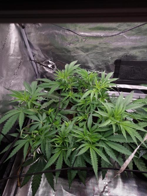 Living soil MultiGrow 3. Runde. Week 6 - Tag47 GM