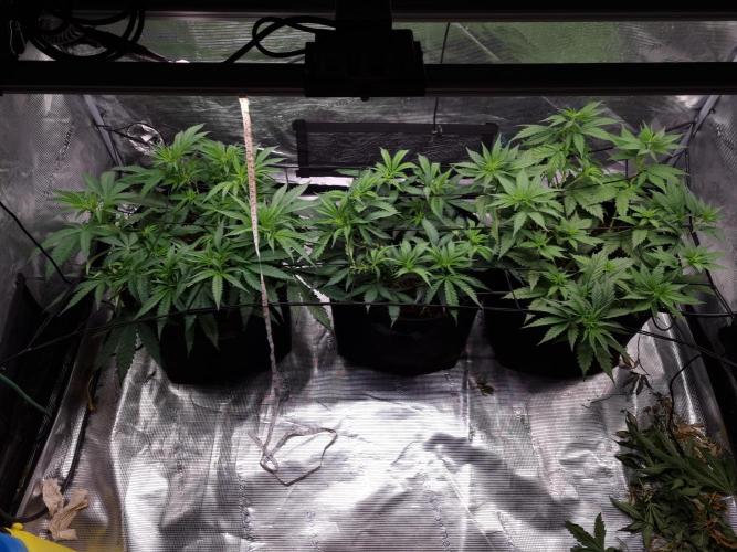 Living soil MultiGrow 3. Runde. Week 6 - Tag47 Grp.