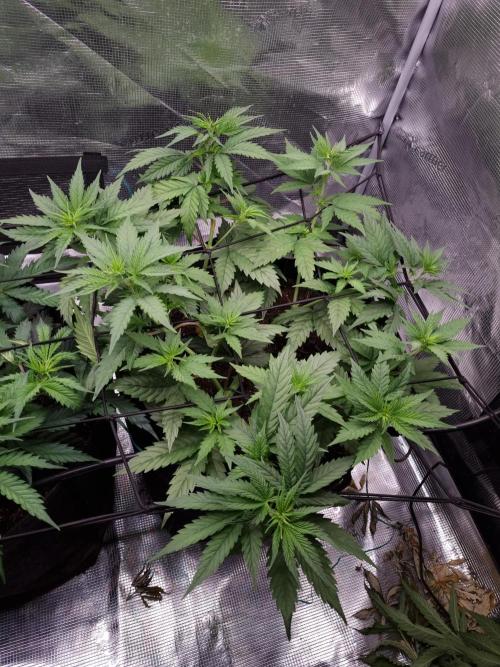 Living soil MultiGrow 3. Runde. Week 6 - Tag47 SS