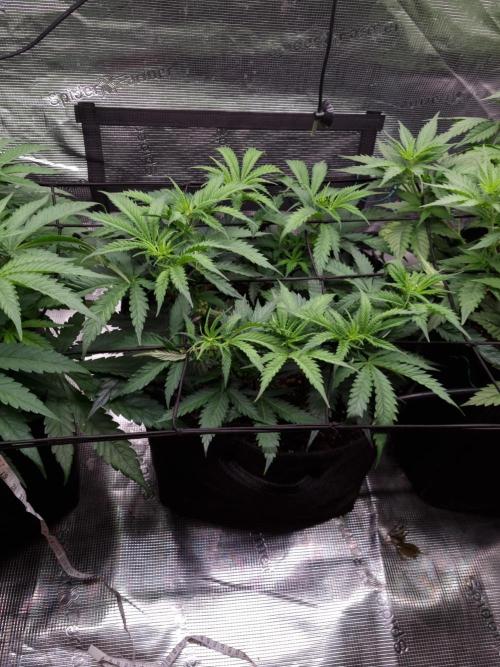 Living soil MultiGrow 3. Runde. Week 6 - Tag48 AMG 