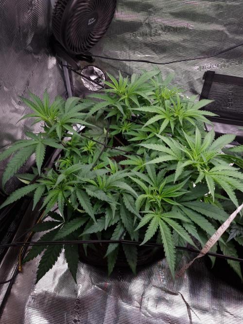 Living soil MultiGrow 3. Runde. Week 6 - Tag48 GM