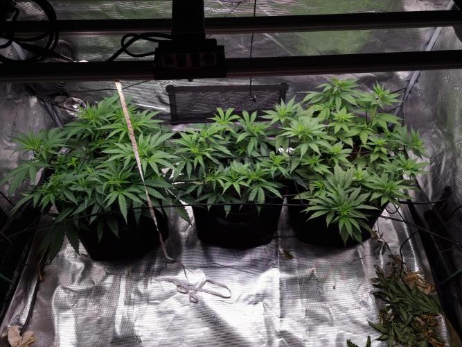 Living soil MultiGrow 3. Runde. Week 6 - Tag48 Grp.