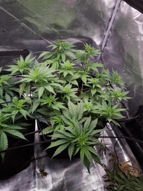Living soil MultiGrow 3. Runde. Week 6 - Tag48 SS
