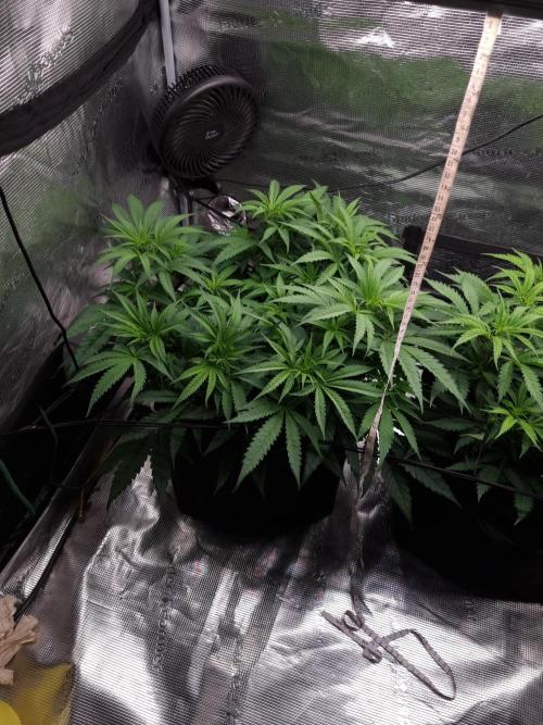 Living soil MultiGrow 3. Runde. Week 7 - Tag52 GM