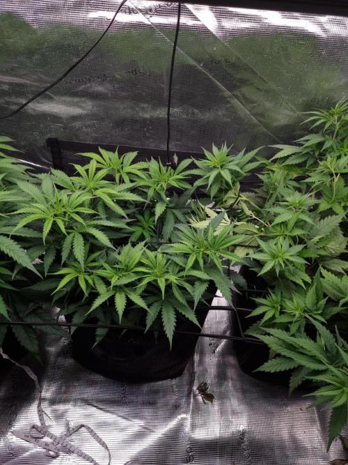 Living soil MultiGrow 3. Runde. Week 7 - Tag52 AMG