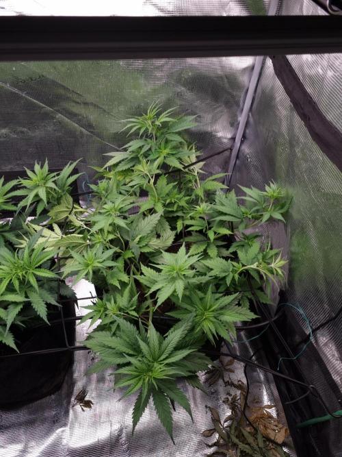 Living soil MultiGrow 3. Runde. Week 7 - Tag52 SS