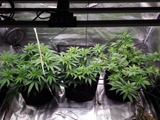 Living soil MultiGrow 3. Runde. Week 7 - Tag52 Grp.