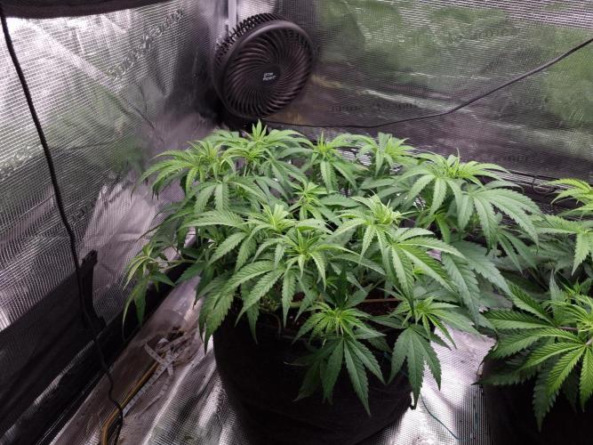 Living soil MultiGrow 3. Runde. Week 7 - Tag53 GM