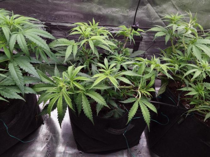 Living soil MultiGrow 3. Runde. Week 7 - Tag53 AMG