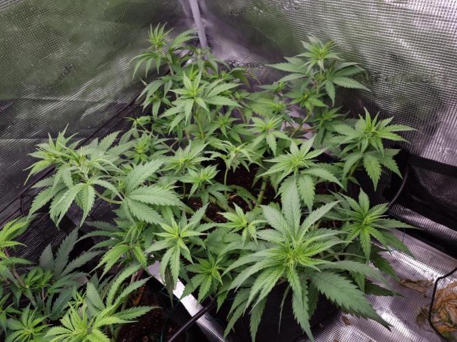 Living soil MultiGrow 3. Runde. Week 7 - Tag53 SS