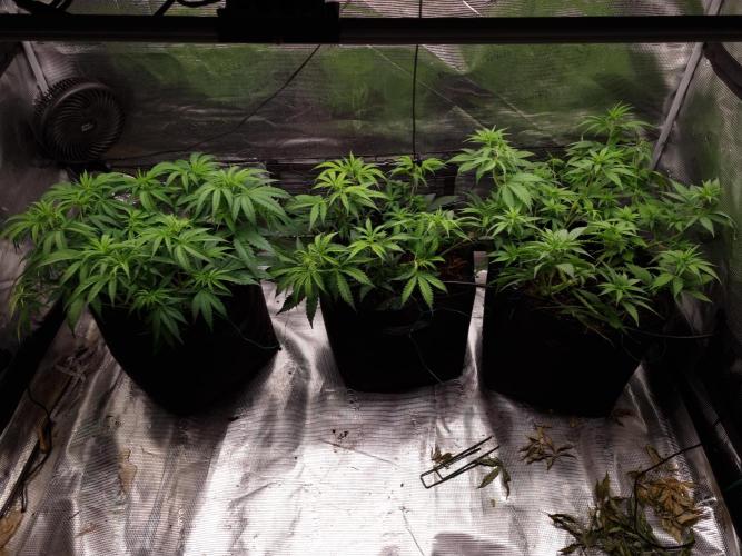 Living soil MultiGrow 3. Runde. Week 7 - Tag53 Grp.