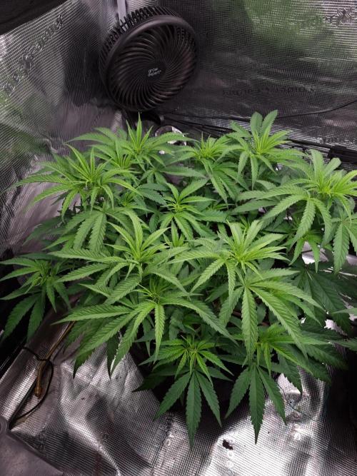 Living soil MultiGrow 3. Runde. Week 7 - Tag54 GM