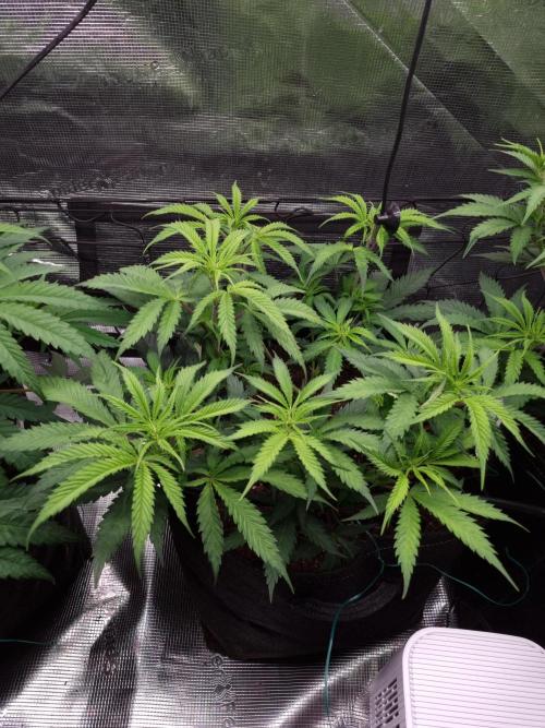 Living soil MultiGrow 3. Runde. Week 7 - Tag54 AMG