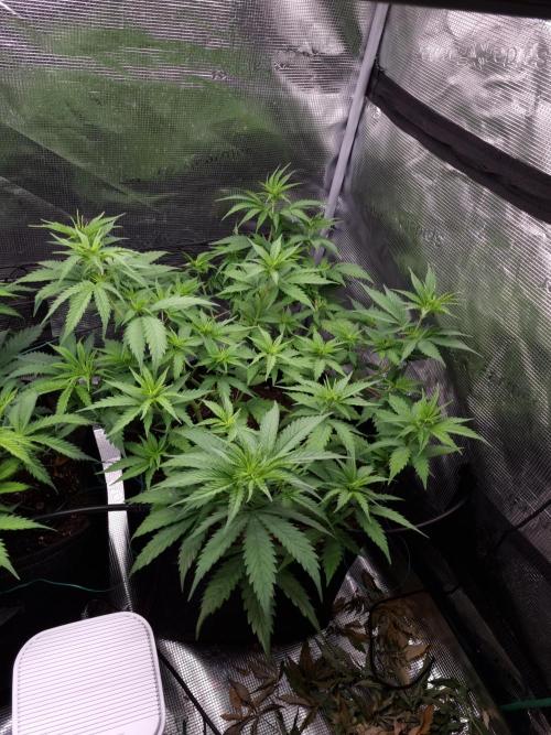 Living soil MultiGrow 3. Runde. Week 7 - Tag54 SS