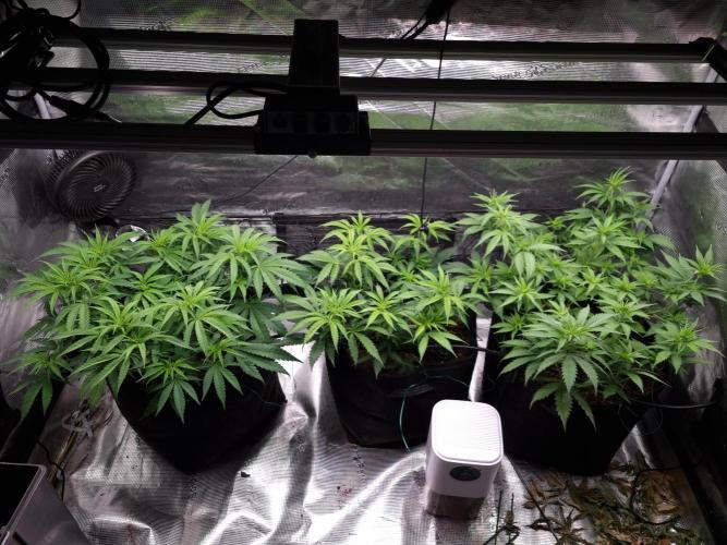 Living soil MultiGrow 3. Runde. Week 7 - Tag54 Grp.