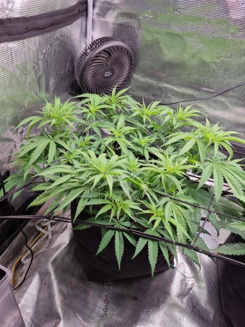 Living soil MultiGrow 3. Runde. Week 7 - Tag55 GM