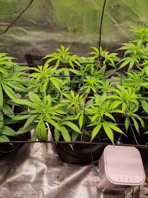 Living soil MultiGrow 3. Runde. Week 7 - Tag55 AMG