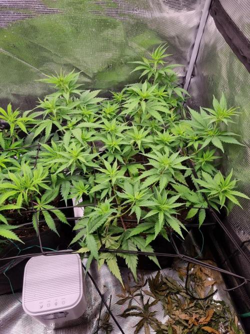 Living soil MultiGrow 3. Runde. Week 7 - Tag55 SS