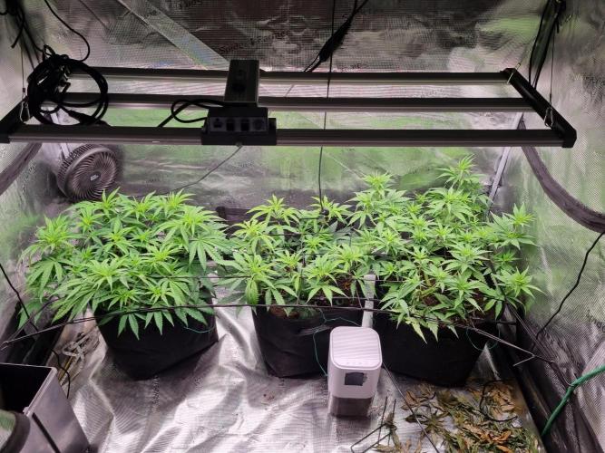 Living soil MultiGrow 3. Runde. Week 7 - Tag55 Grp.