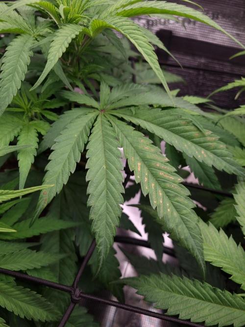 Living soil MultiGrow 3. Runde. Week 7 - Tag56