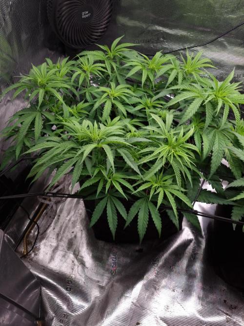 Living soil MultiGrow 3. Runde. Week 7 - Tag56 GM