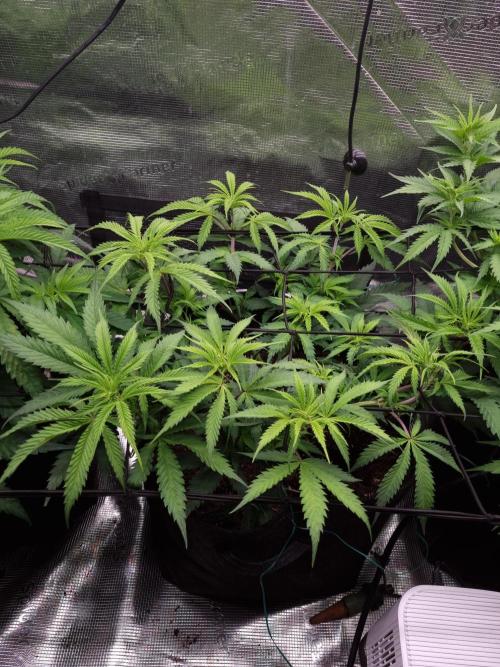 Living soil MultiGrow 3. Runde. Week 7 - Tag56 AMG