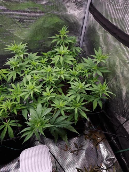Living soil MultiGrow 3. Runde. Week 7 - Tag56 SS