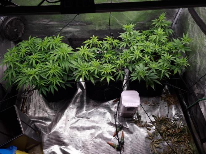 Living soil MultiGrow 3. Runde. Week 7 - Tag56 Grp.