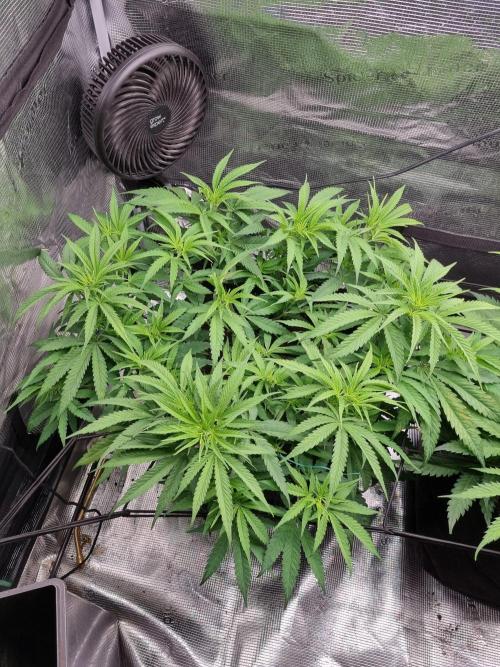 Living soil MultiGrow 3. Runde. Week 8 - Tag57 GM