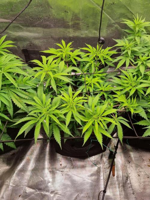 Living soil MultiGrow 3. Runde. Week 8 - Tag57 AMG