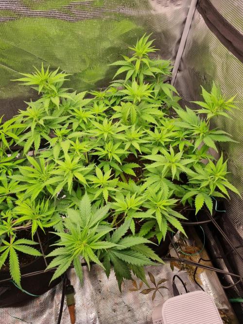 Living soil MultiGrow 3. Runde. Week 8 - Tag57 SS