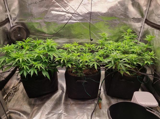 Living soil MultiGrow 3. Runde. Week 8 - Tag57 Grp.