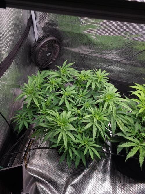 Living soil MultiGrow 3. Runde. Week 8 - Tag58 GM