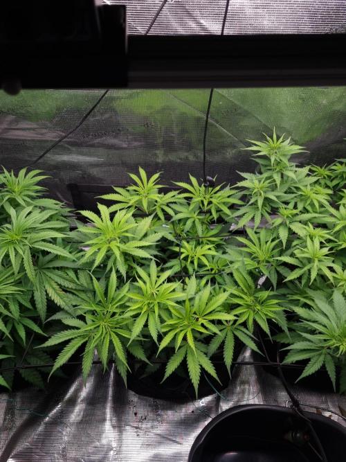 Living soil MultiGrow 3. Runde. Week 8 - Tag58 AMG