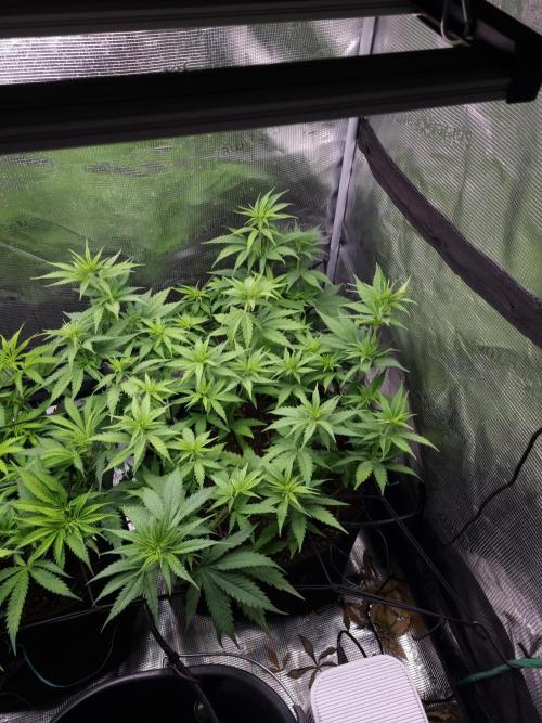 Living soil MultiGrow 3. Runde. Week 8 - Tag58 SS