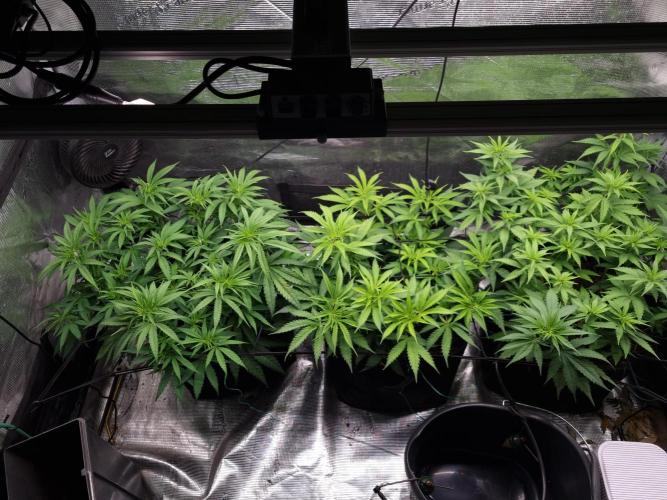 Living soil MultiGrow 3. Runde. Week 8 - Tag58 Grp.