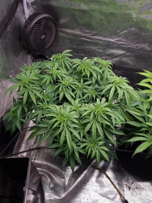 Living soil MultiGrow 3. Runde. Week 8 - Tag59 GM