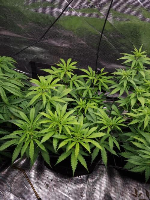 Living soil MultiGrow 3. Runde. Week 8 - Tag59 AMG