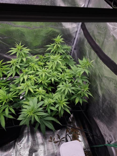 Living soil MultiGrow 3. Runde. Week 8 - Tag59 SS