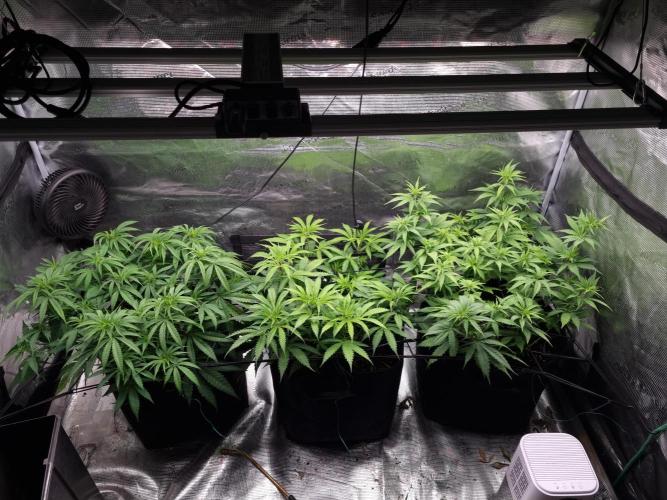 Living soil MultiGrow 3. Runde. Week 8 - Tag59 Grp.