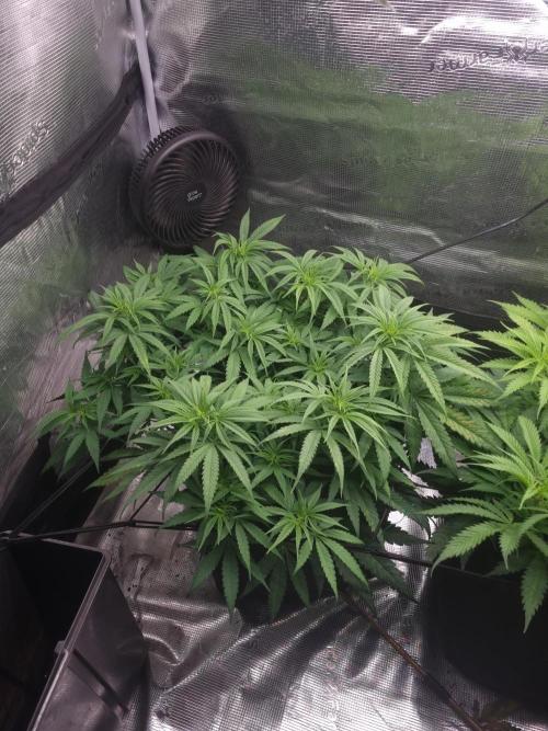 Living soil MultiGrow 3. Runde. Week 8 - Tag60 GM