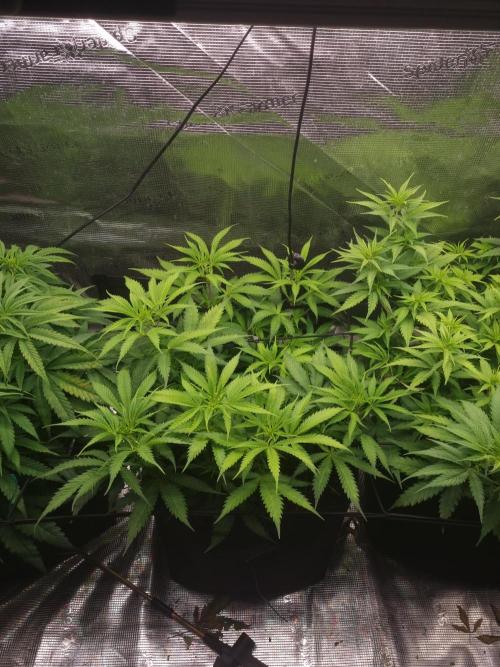 Living soil MultiGrow 3. Runde. Week 8 - Tag60 AMG