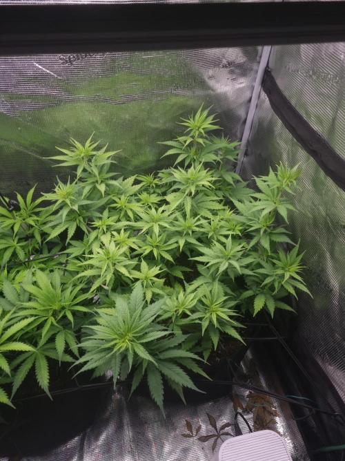 Living soil MultiGrow 3. Runde. Week 8 - Tag60 SS