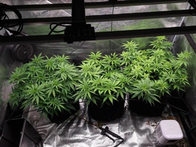 Living soil MultiGrow 3. Runde. Week 8 - Tag60 Grp.