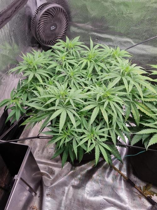 Living soil MultiGrow 3. Runde. Week 8 - Tag61 GM