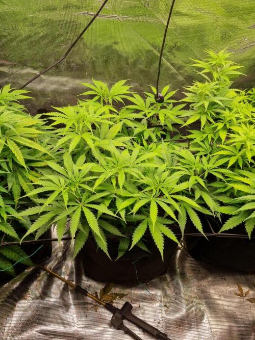 Living soil MultiGrow 3. Runde. Week 8 - Tag61 AMG